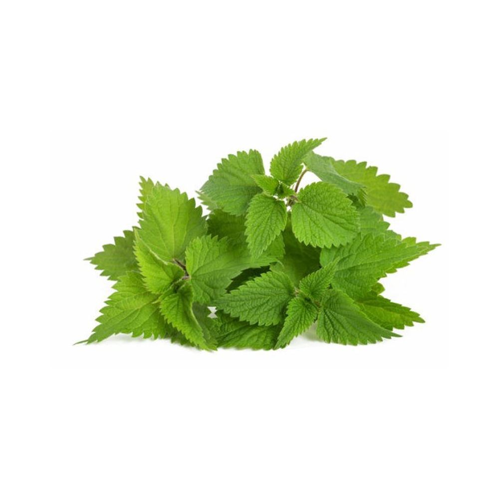Nettle Extract image number null