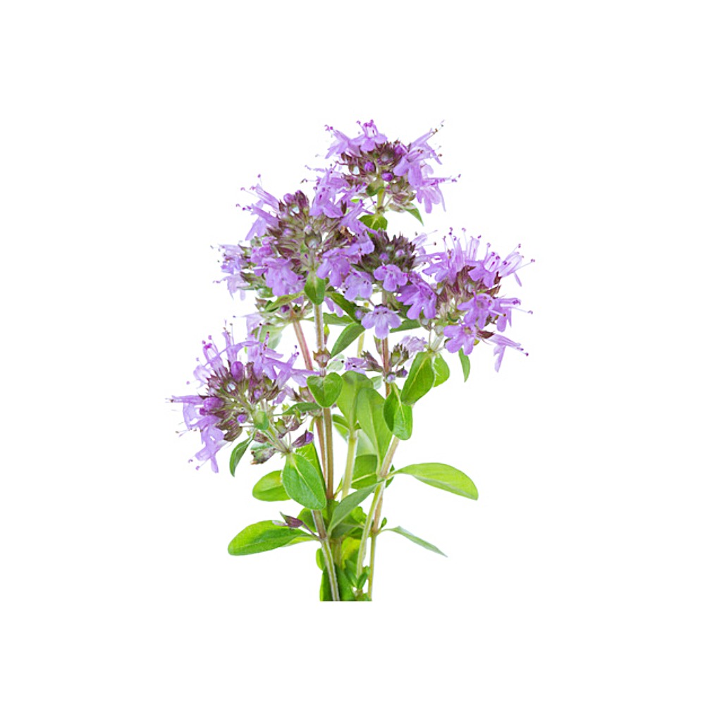 Summer Lilac & Thyme Extract image number null