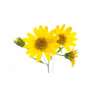 Arnica Extract image number null