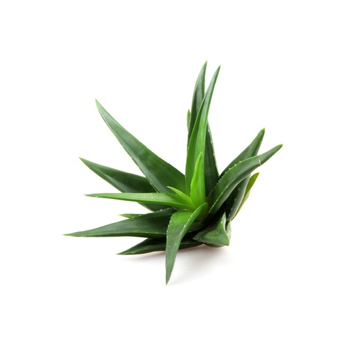 Aloe Vera Powder (200x) image number 3