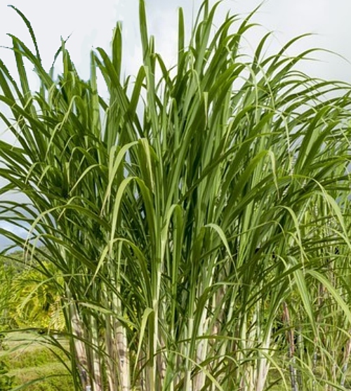 Sugarcane Extract image number 2