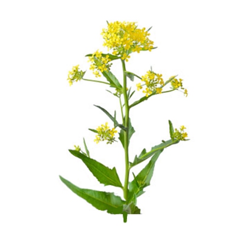 Camelina Oil image number null