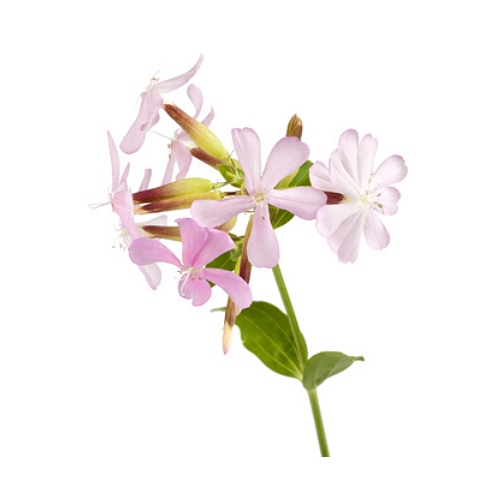 Soapwort Extract image number 2