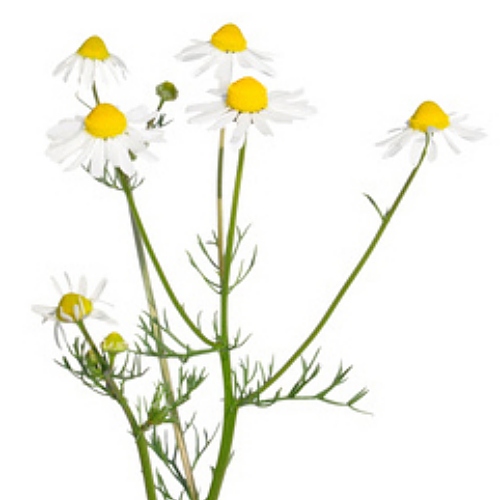 Chamomile Leaf Extract image number 2