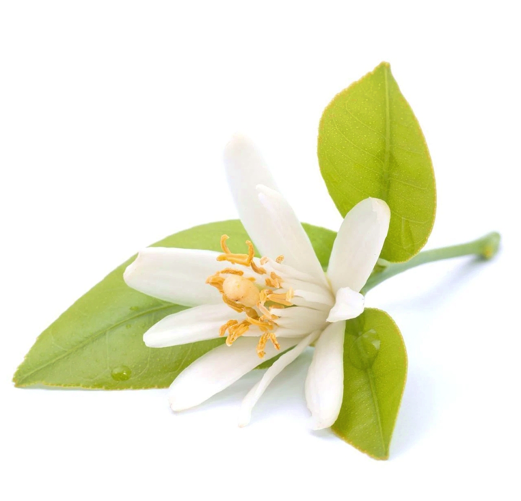 Neroli Hydrosol image number 1