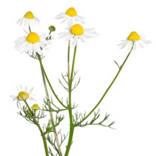 Chamomile Extract image number null