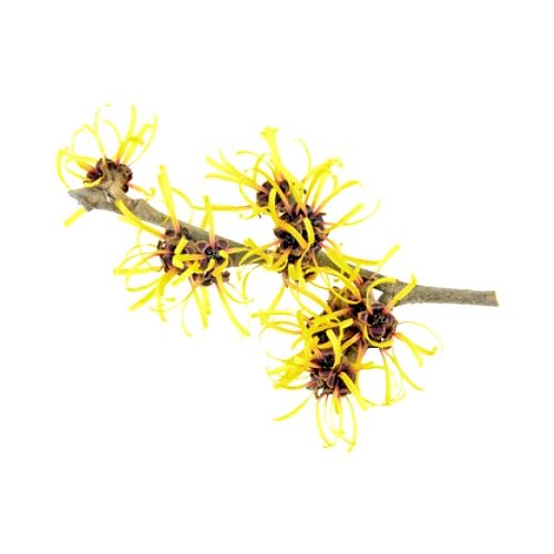 Witch Hazel Extract image number 2