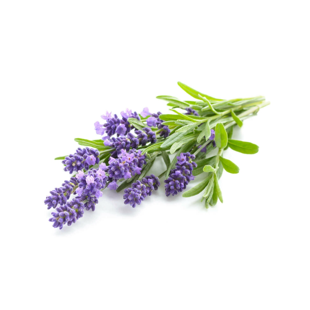 Lavender Hydrosol, USDA Certified Organic image number 2