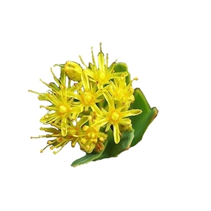 Rhodiola HairActive image number null