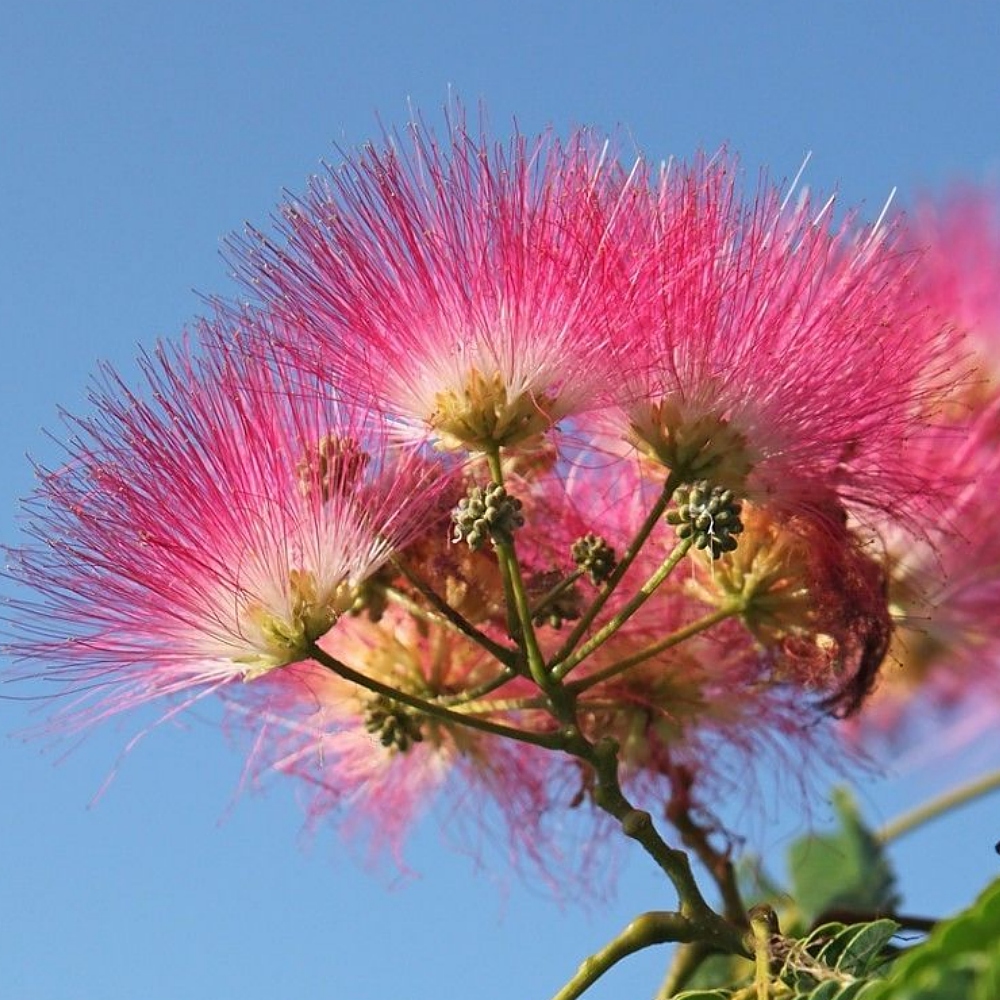 Albizia Flower Extract image number null