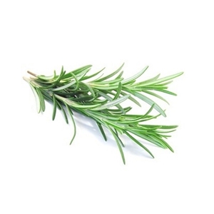 Rosemary Leaf Extract image number 2