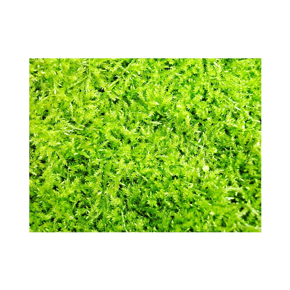 Irish Moss Extract image number 2