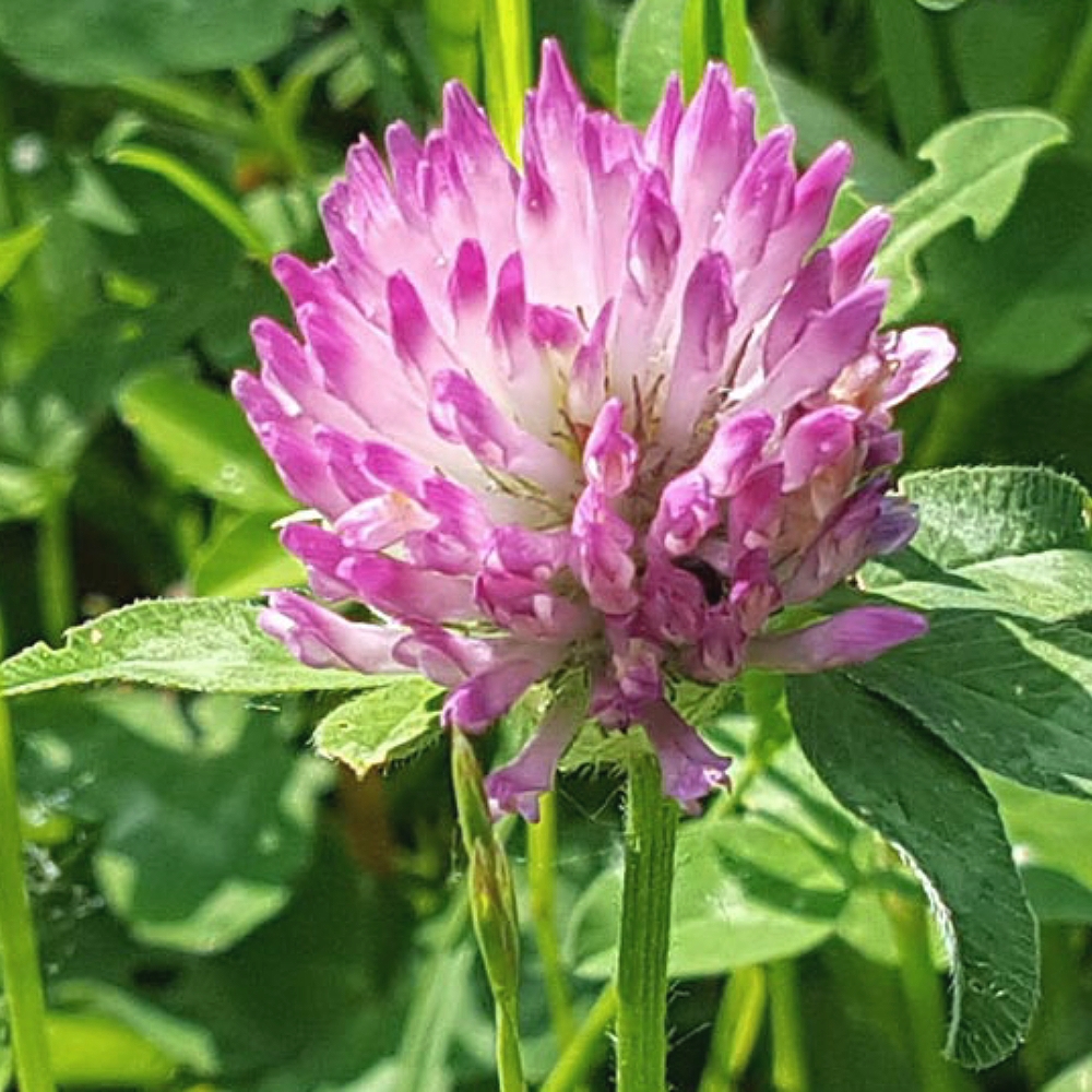 Red Clover Blossom Extract image number 2