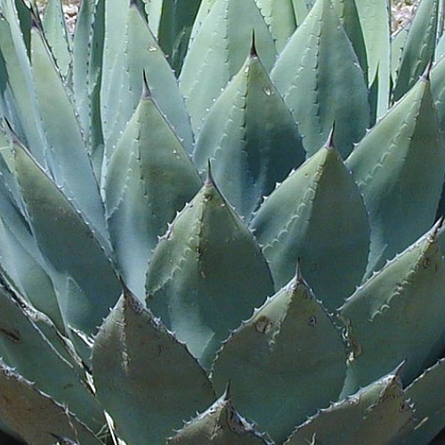 Agave Extract image number null