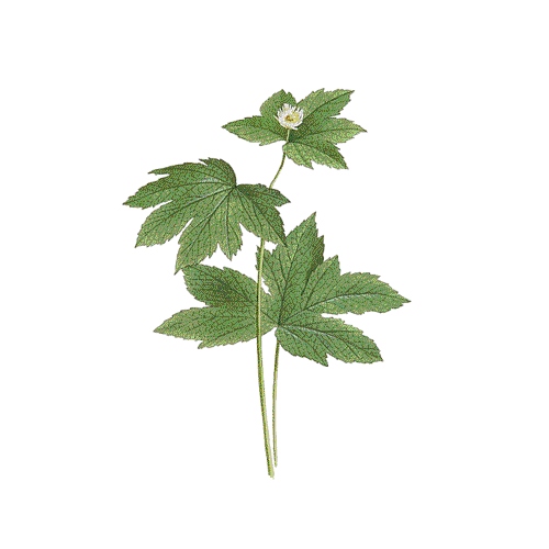 Goldenseal Extract image number 2