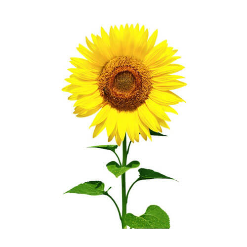 Sunflower Oil, USDA Certified Organic image number null