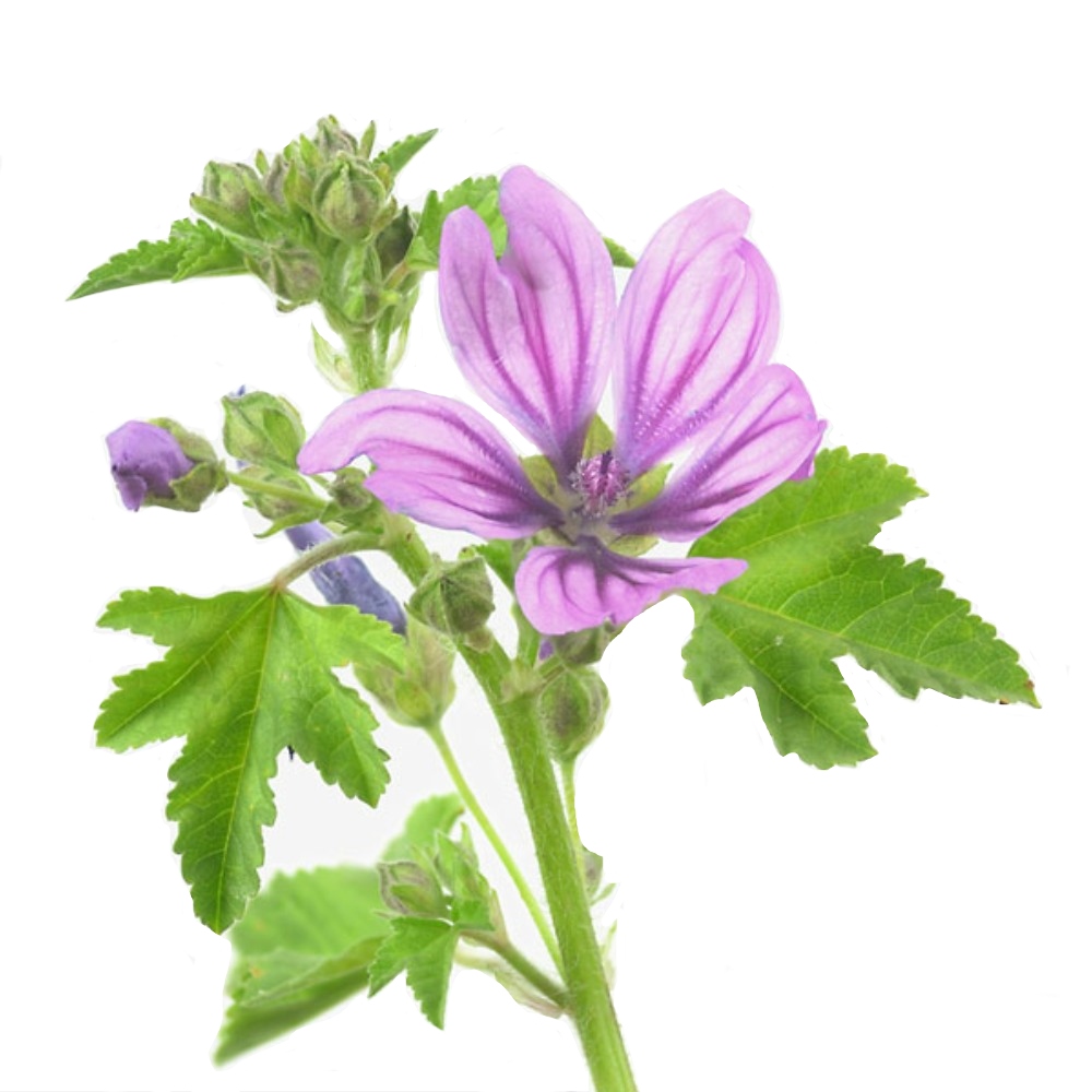 Mallow Extract image number 2