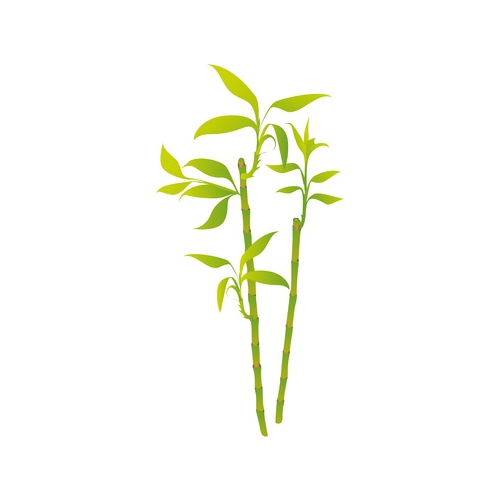 Bamboo Extract in Safflower Oil image number 2