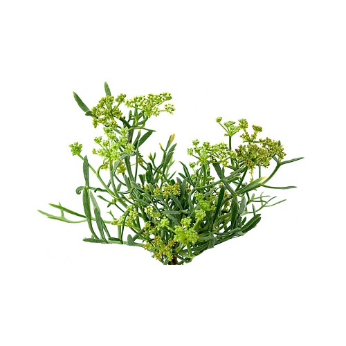 Sea Fennel Extract image number 2