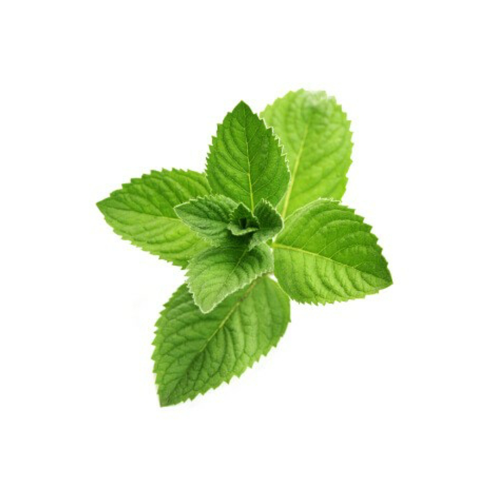 Peppermint Oil, USDA Certified Organic image number 2