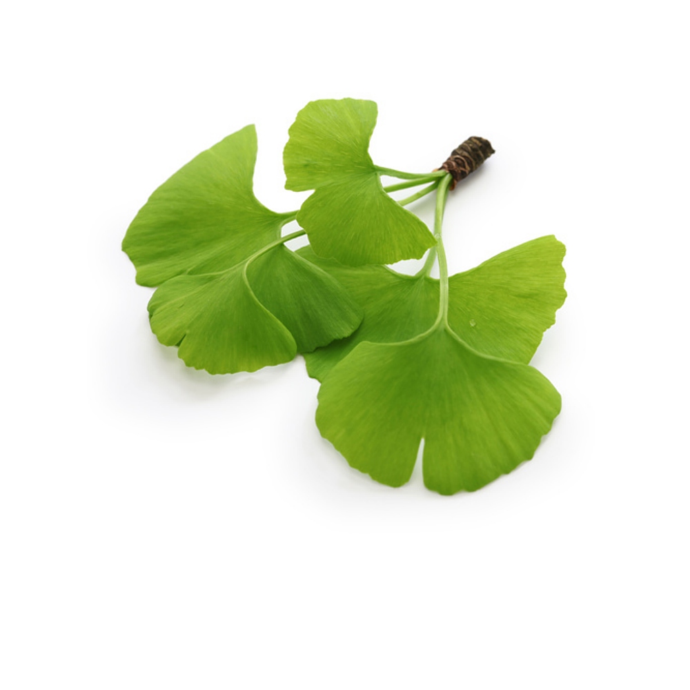 Ginkgo Biloba Leaf Extract image number 2