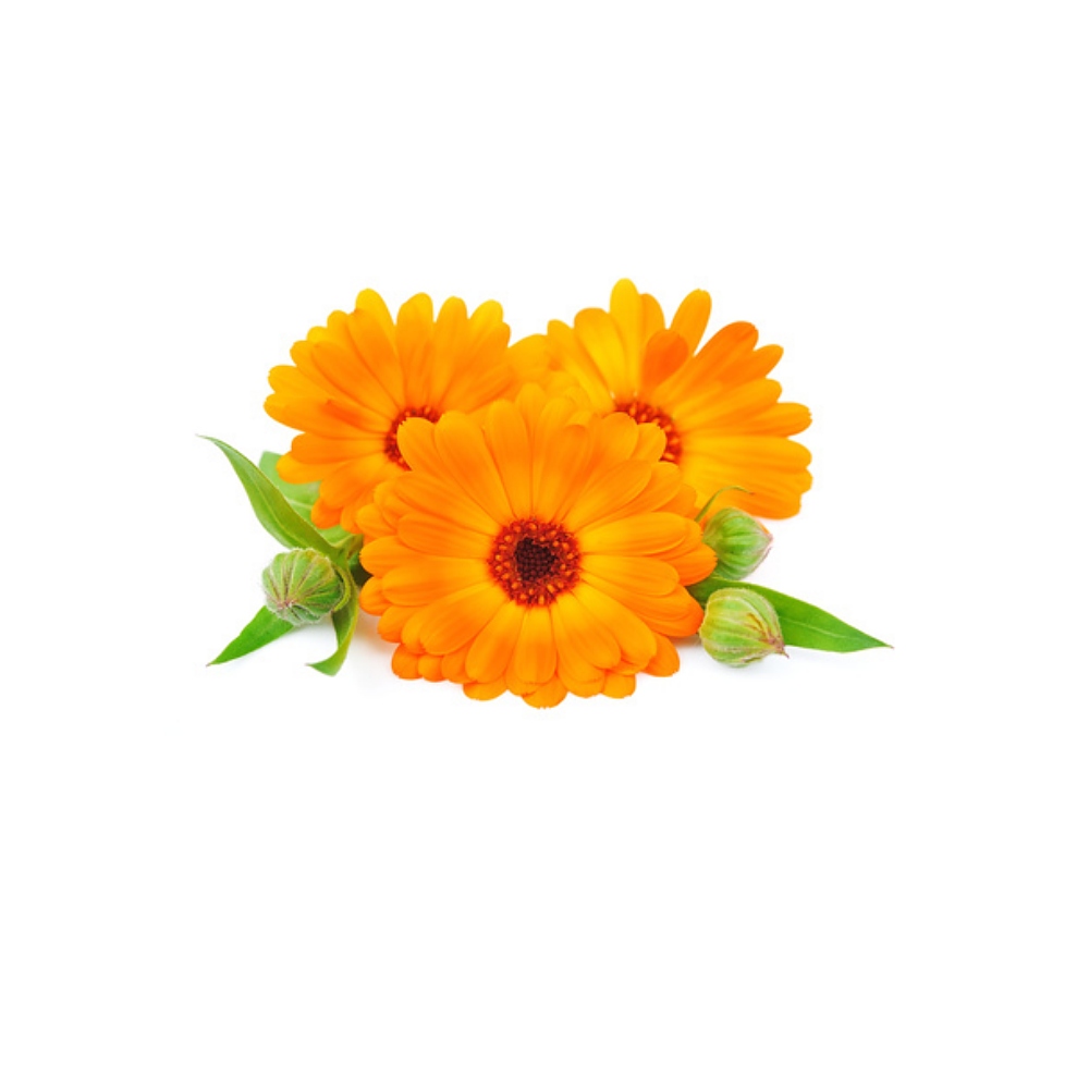 Calendula Extract image number 2