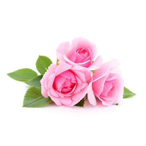 Rose Flower Extract image number null