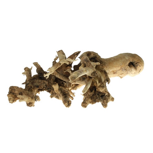 Mulberry Root Extract image number 2