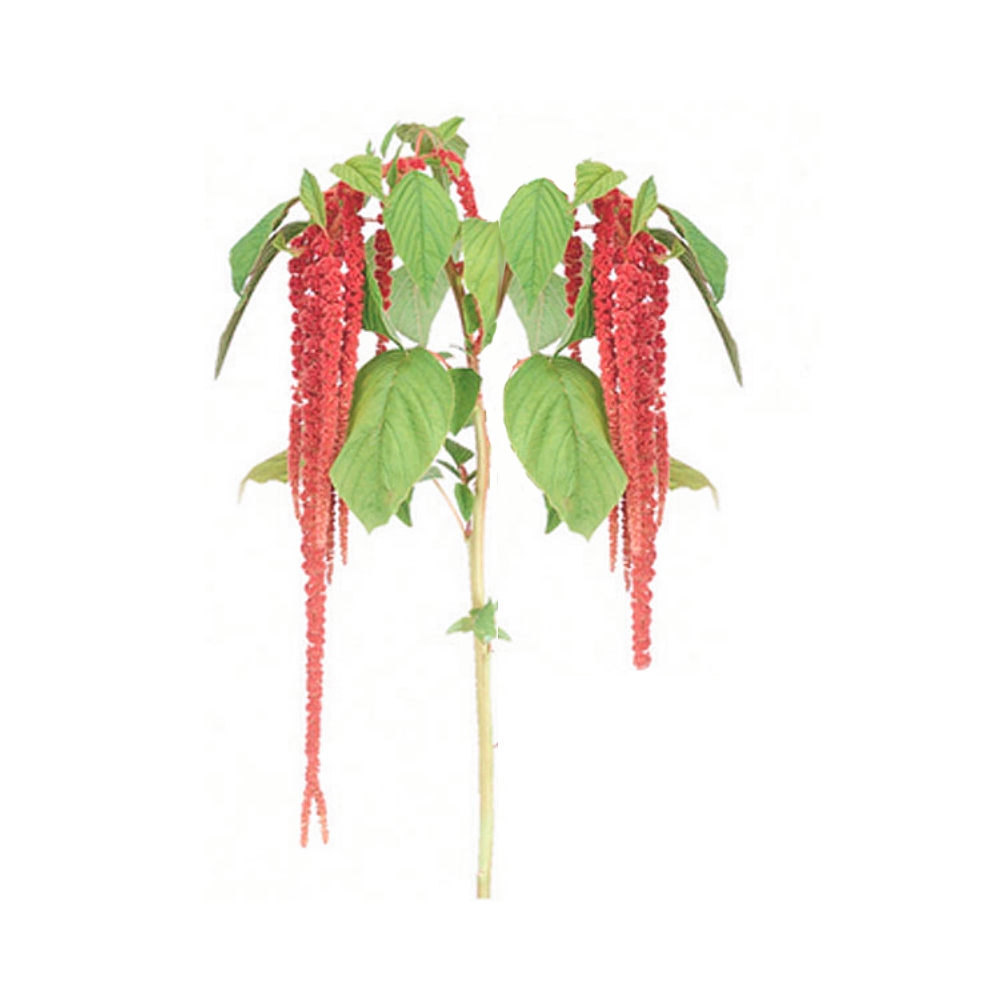 Natural Amaranthus Peptide image number 2