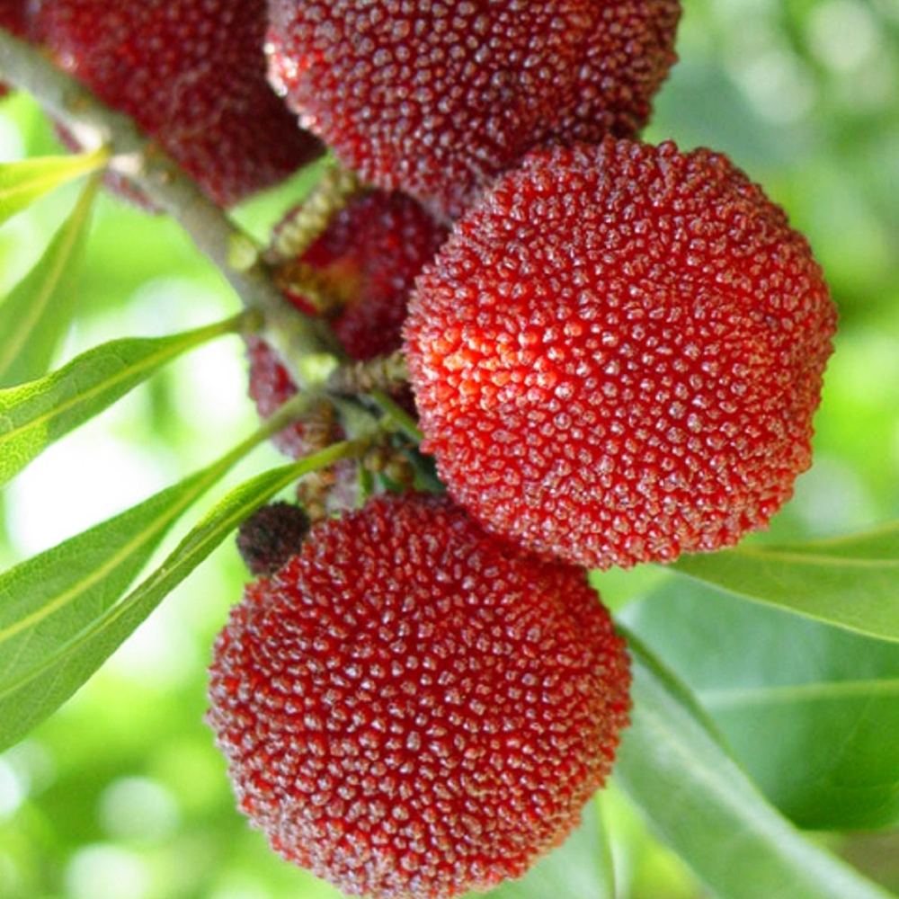 Bakuchi Fruit Extract image number 2