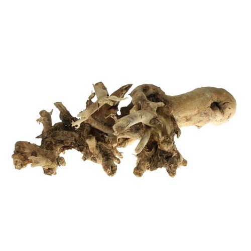 Mulberry Root Extract image number null