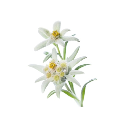 Edelweiss Extract image number null