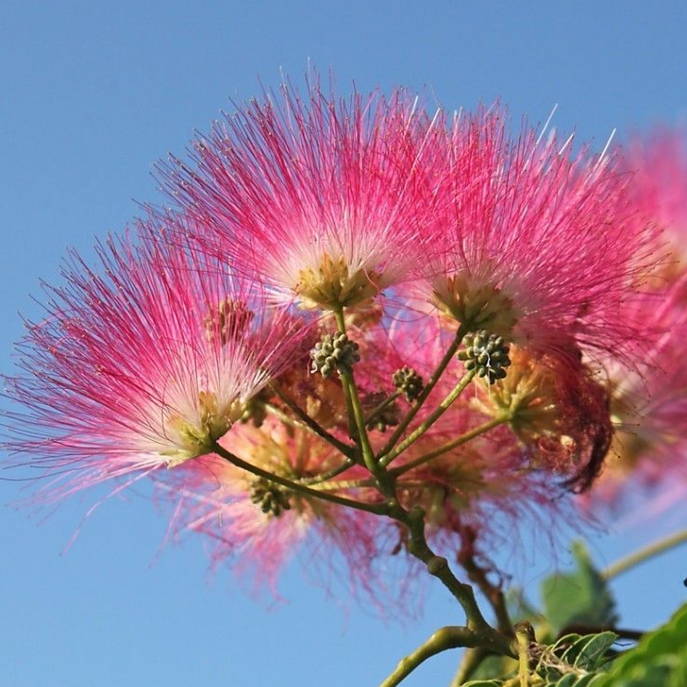 Albizia Flower Extract image number 2