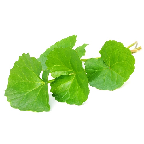 Gotu Kola Extract image number 2